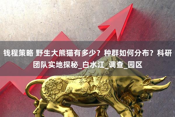 钱程策略 野生大熊猫有多少？种群如何分布？科研团队实地探秘_白水江_调查_园区