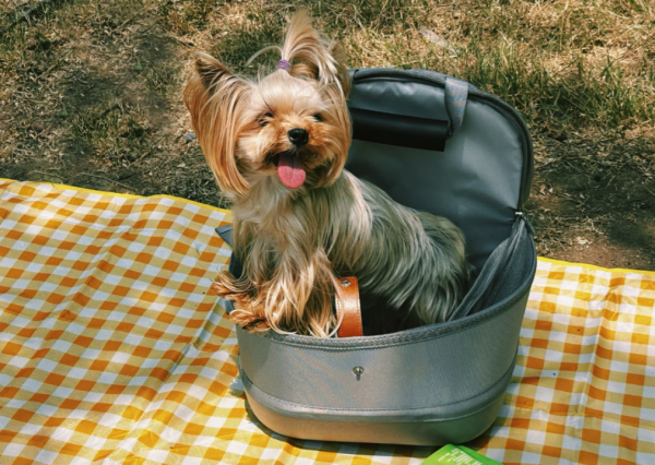 博兴优配 俘获人心的小型犬