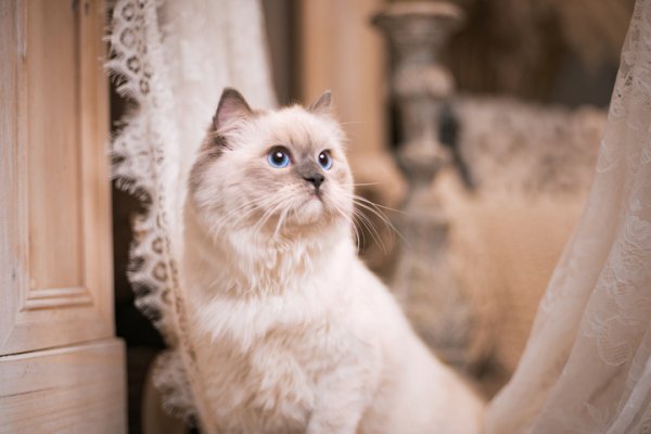 配亿多 撸猫也能降血压？